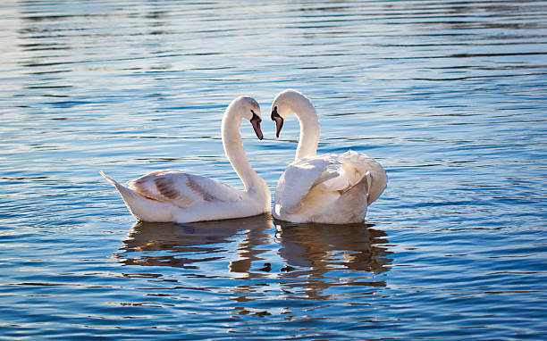 Canvas-taulu Love swans