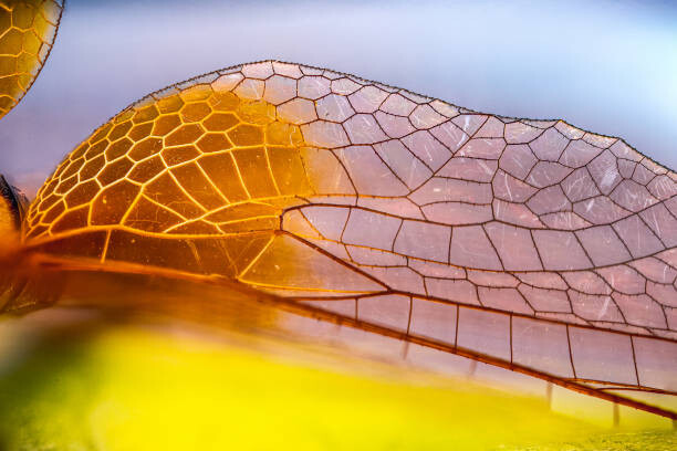 Canvas-taulu Macro photos of Dragon fly Wings