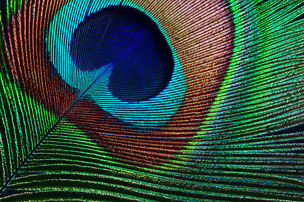 Canvas-taulu Peacock feather