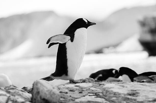Canvas-taulu Penguin