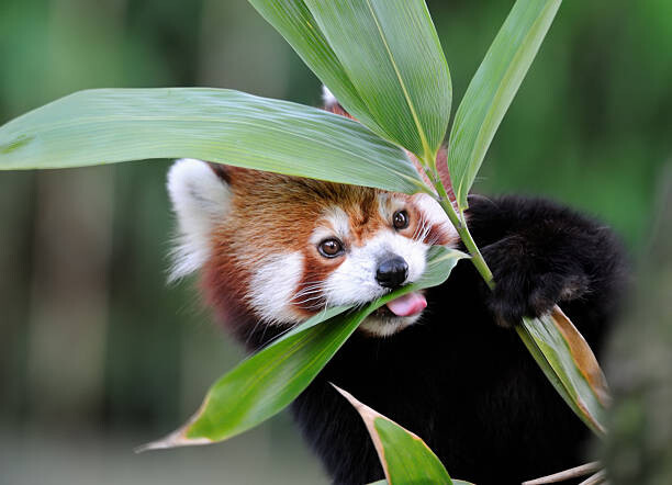 Canvas-taulu red panda
