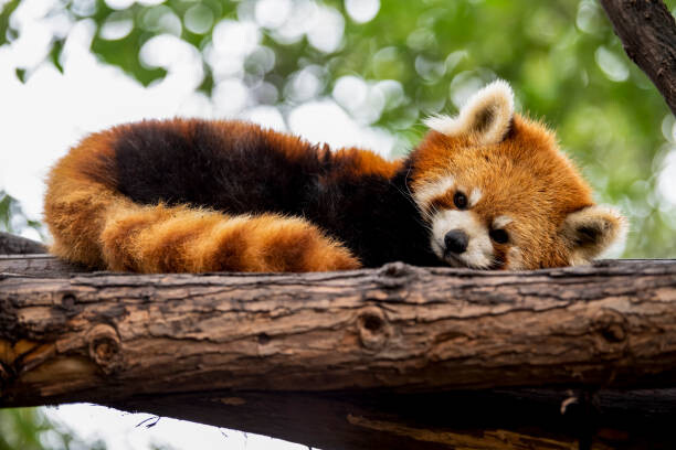 Canvas-taulu Red panda in a tree