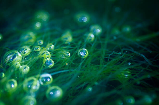 Canvas-taulu Sea Bubbles