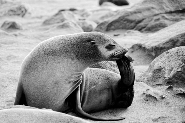 Canvas-taulu Seal