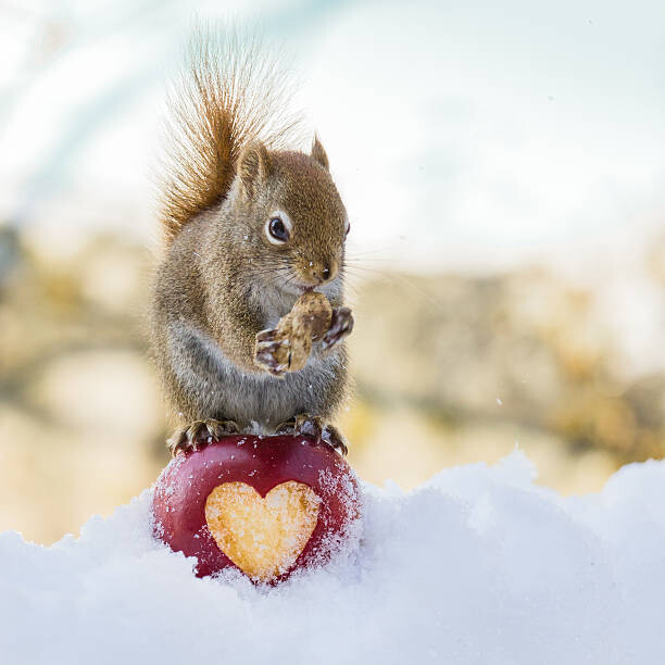 Canvas-taulu squirrel love