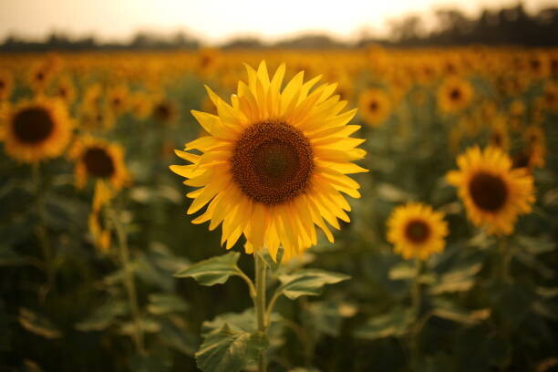 Canvas-taulu Sunflower