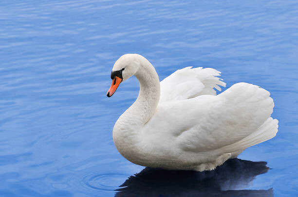 Canvas-taulu Swan