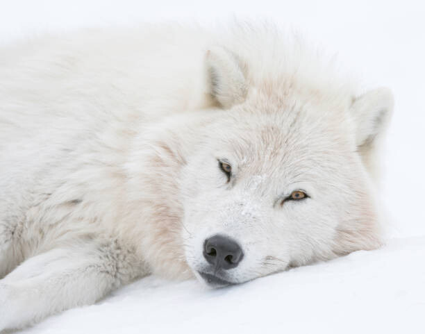 Canvas-taulu Taking it easy...