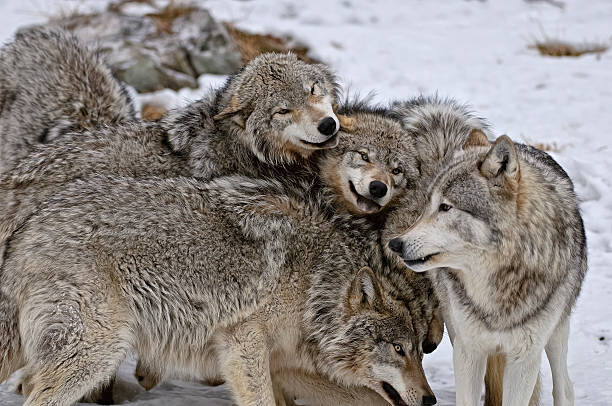 Canvas-taulu Timber Wolf Pack