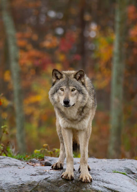 Canvas-taulu Timber wolf  standing on a