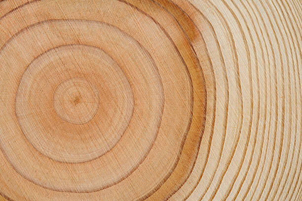 Canvas-taulu Tree rings texture background