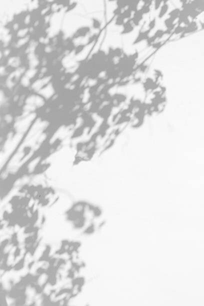 Canvas-taulu trees branch and leaf with shadow