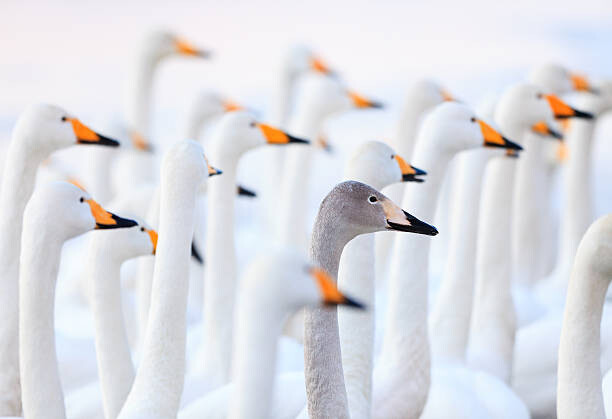 Canvas-taulu Unique swan
