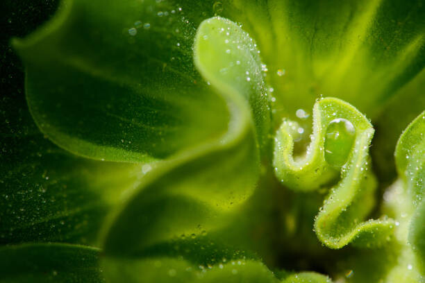Canvas-taulu Water Lettuce