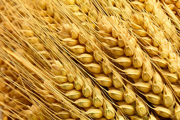 Canvas-taulu Wheat