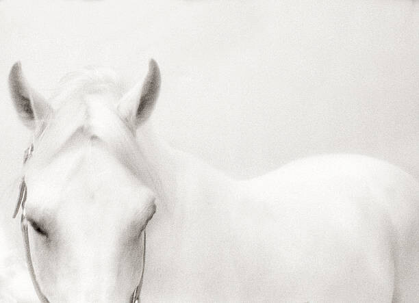 Canvas-taulu White Horse