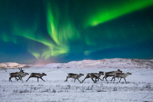 Canvas-taulu Wild reindeer on the tundra on