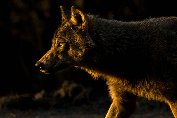 Canvas-taulu Wolf in Golden Light