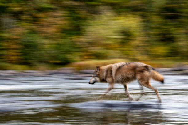Canvas-taulu Wolf in the USA