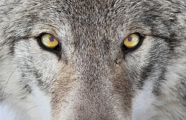 Canvas-taulu Wolf portrait