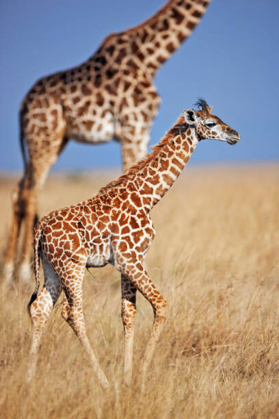 Canvas-taulu Young giraffe calf