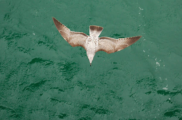 Canvas-taulu Young Gull