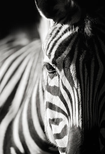Canvas-taulu zebra close-up