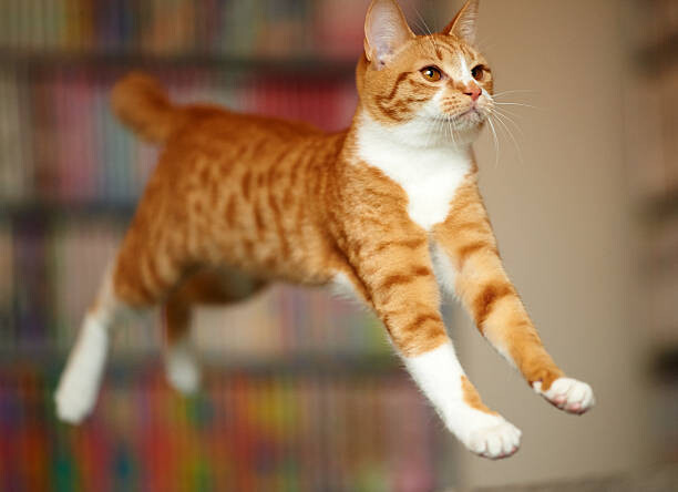 Наклейка Cat Jumping