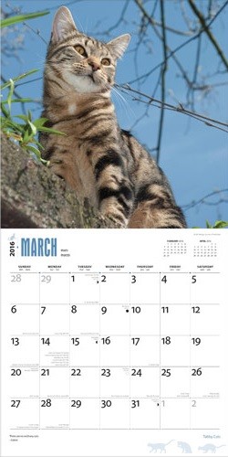 Calendar 2021 Cats 3