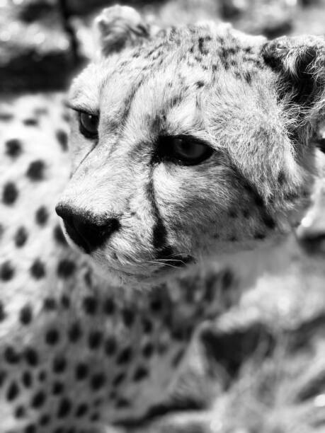 Αυτοκόλλητο Cheetah