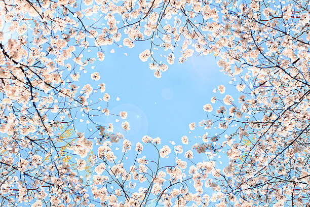 Наклейка Cherry blossom