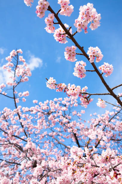 Μπλουζάκι Cherry Blossoms