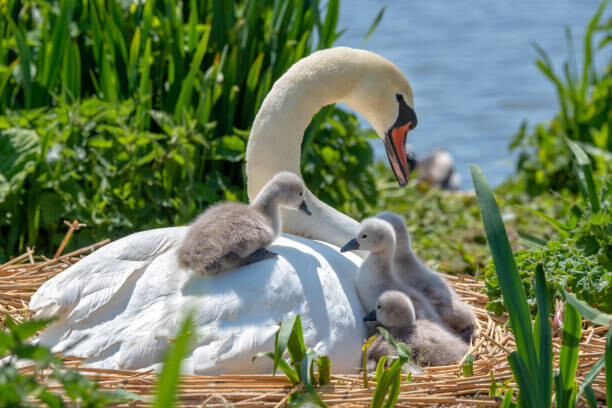 Sticker Close-up image of Mute swans -