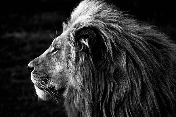 Тениска Close-up of a Lion (B&W)
