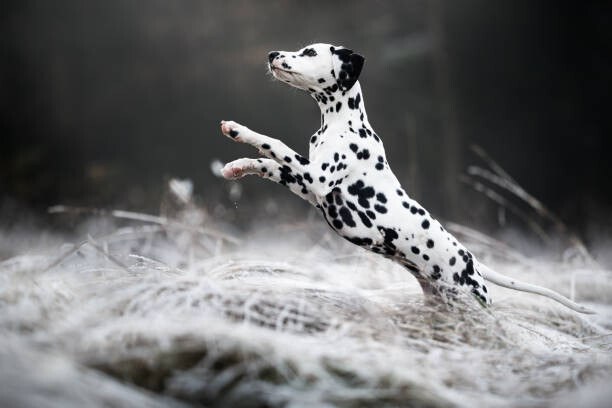 Sticker Close-up of dalmatian dog running on field,Poland