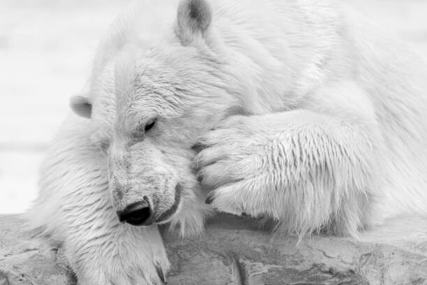 Тениска Close-up of dog sleeping