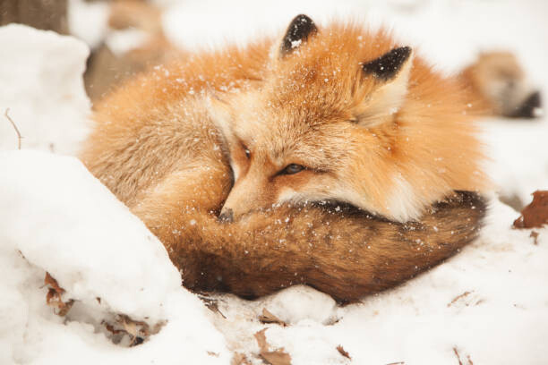 Μπλουζάκι Close-up of sleeping fox