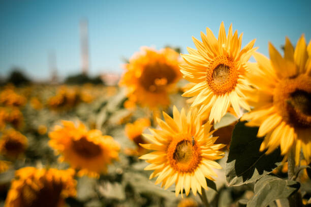 Sticker Close-up of sunflowers on field against