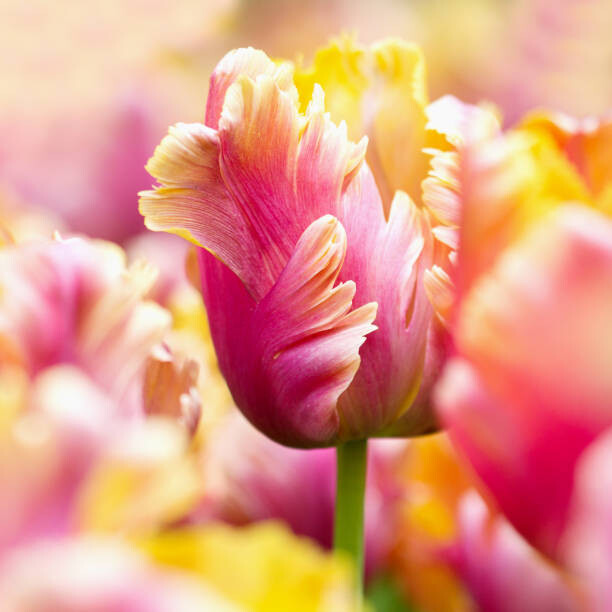 Naljepnica Close-up tulips