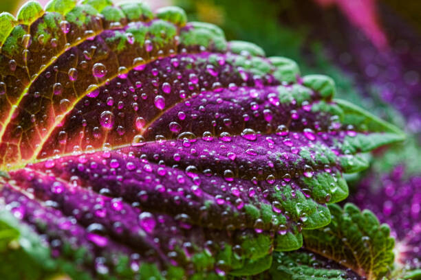 Μπλουζάκι Coleus