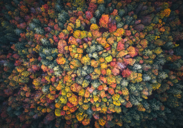 Μπλουζάκι Colorful Forest