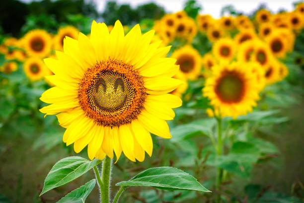 Sticker Comical Sunflower