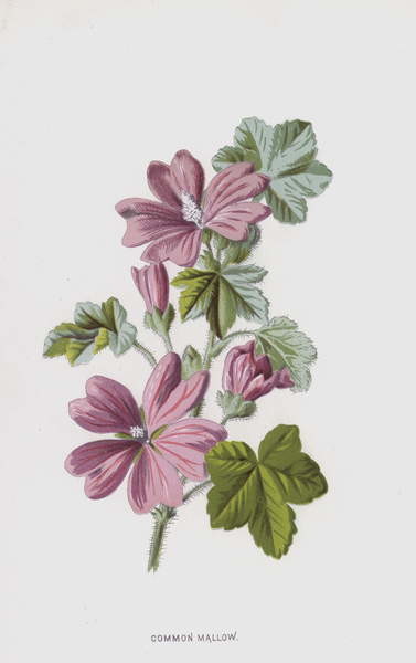 Autocolante Common Mallow