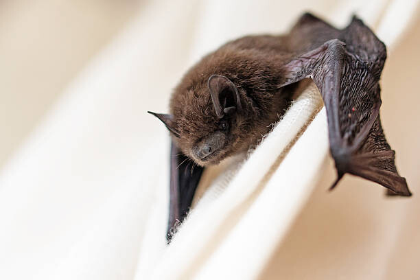 Μπλουζάκι common pipistrelle  a small bat