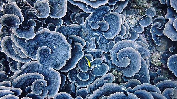 Sticker Coral Winds