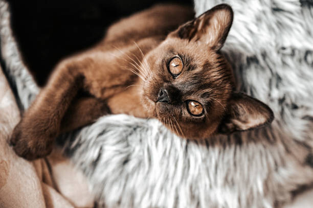 Наклейка Cute Brown Burmese Kitten looking at camera