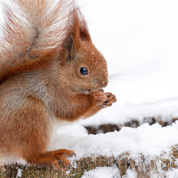 Μπλουζάκι Cute fluffy squirrel eating nuts on