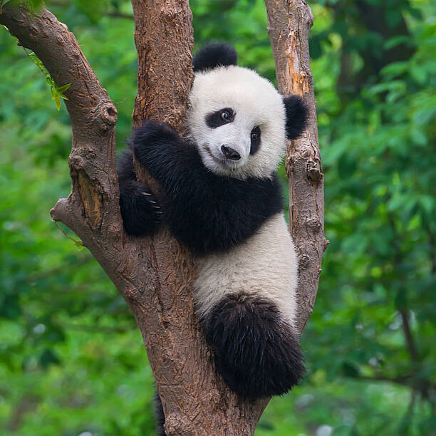 Sticker Cute panda bear climbing in tree
