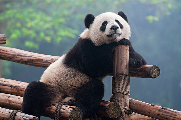 Sticker Cute panda bear