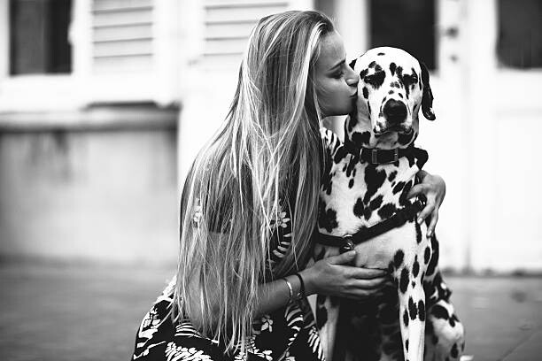 Sticker dalmatian dog in the studio